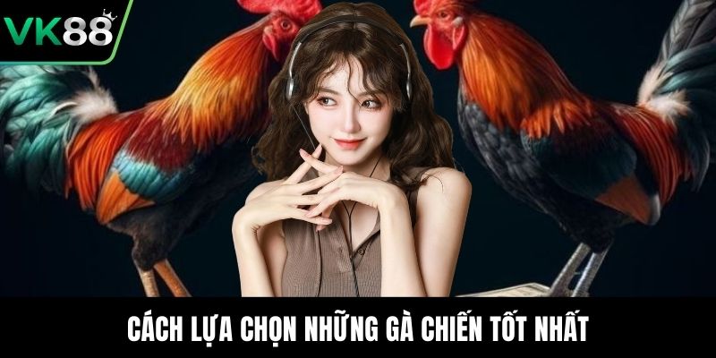 Cách lựa chọn những gà chiến tốt nhất
