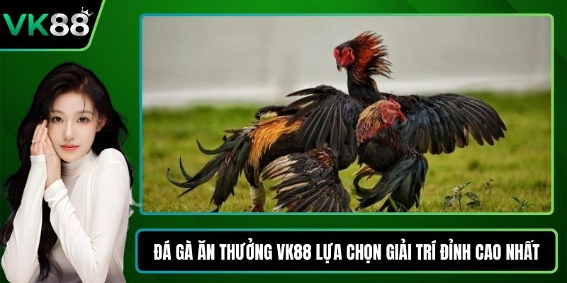 Đá gà ăn thưởng VK88