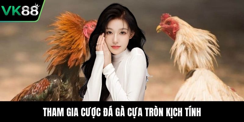 Tham gia cược đá gà cựa tròn kịch tính